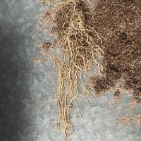 Tropical Root Trait (TropiRoot)(@TropiRoot) 's Twitter Profile Photo