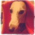 Hattie (@thelazywhippet) Twitter profile photo Hattie (@thelazywhippet) Twitter profile photo