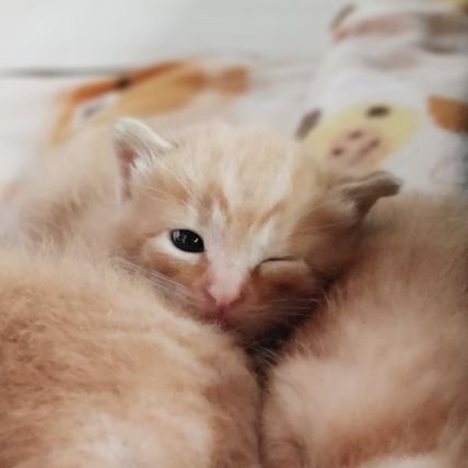 トップ】おもち様は電気毛布がお気に入り··u2039:) #猫好きさんと繫がり