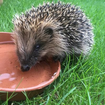 BCU Hedgehog Friendly Campus campaign Profile