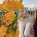 angpao (@pployang) Twitter profile photo angpao (@pployang) Twitter profile photo