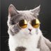Hippy cat 😺 (@justahippycat) Twitter profile photo