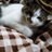 ねこねこ*にゃんたろー。のアイコン