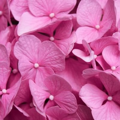 dippi014's profile picture. Profilo cinicamente testato.