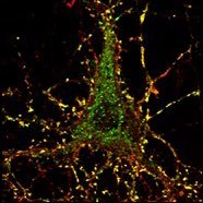 miloseviclab (@miloseviclab) 's Twitter Profile Photo miloseviclab (@miloseviclab) 's Twitter Profile Photo