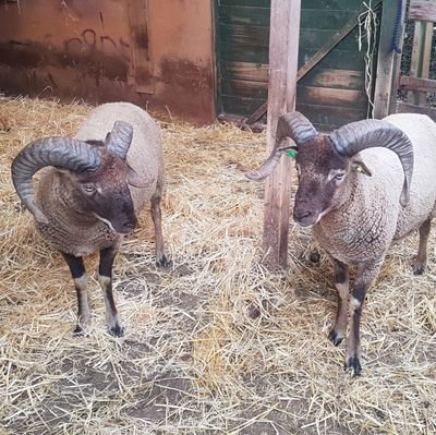 Pepperwood Castlemilk Moorit Flock