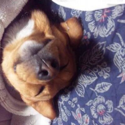 動物を助けたい 保健所に持ち込む飼い主なんか懲役 二度と飼えないようにすればいい もうあり得ん 無責任 うちの犬なんかふてくされたり悲しい顔したりするし 感情ある し どの犬もそうだし ほんっと持ち込む飼い主の頭かち割って中見てみたいわ 怒