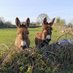 Ballintubber Co Mayo (@visitb_tubber) Twitter profile photo Ballintubber Co Mayo (@visitb_tubber) Twitter profile photo