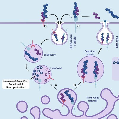 Working to understand and cure Alzheimer's disease, Frontotemporal dementia, ALS. #Progranulin #FUS #TDP43 #lysosomes #RNA #iPSCs #inflammation