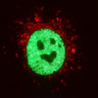 Zeinab Rekad🔬🧬🧫 (@rekadzeinab) 's Twitter Profile
