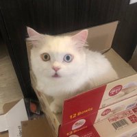 Jiawen Chennn (@jiawenchennn) 's Twitter Profile