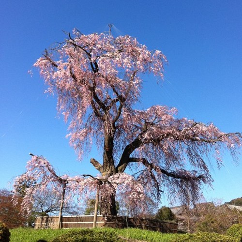 morun_morum's profile picture. 