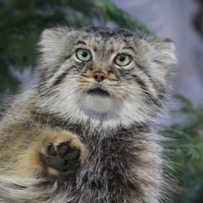 動物(猫科メイン)が大好き。特にマヌルネコ、ツシマヤマネコ、アムールヤマネコ、チーター、スマトラトラ。ネコ科 個体識別の言語化に挑戦中！(※写真の無断転載禁止。All rights reserved)