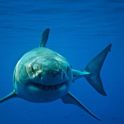 CivicNetworks's profile picture. Switched at birth.