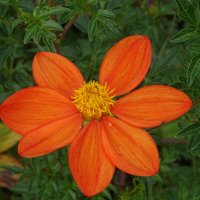 anon (@mindfulautistic) 's Twitter Profile Photo