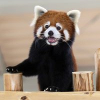 もやとっくん (@moyatokkun) 's Twitter Profile Photo もやとっくん (@moyatokkun) 's Twitter Profile Photo