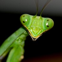 The Golden Mantis(@TheGoldenMantis) 's Twitter Profileg