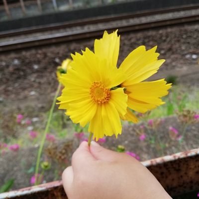 hitorigotoblue's profile picture. 見る専門でしたが、急につぶやきたくなりました。
２児の母。2020年6月に第二子出産。