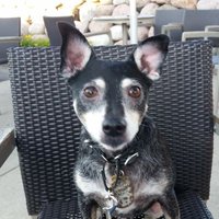 ChrisseeWilke (@adopt_furbabies) 's Twitter Profile