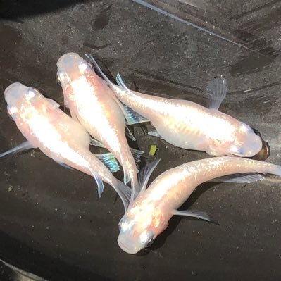 ままめだか 私は針子と稚魚のためにグリーンウォーターを常にバケツに汲み置きしています 簡単すぎ 早すぎの作り方は メダカ先生のやり方です ハイポは園芸売り場で大きいサイズで5 600円で売っています うちの近所の販売価格です T Co ままめだか 私は針子と稚魚のためにグリーンウォーターを常にバケツに汲み置きしています 簡単すぎ 早すぎの作り方は メダカ先生のやり方です ハイポは園芸売り場で大きいサイズで5 600円で売っています うちの近所の販売価格です T Co