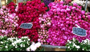 Totokwai's profile picture. 