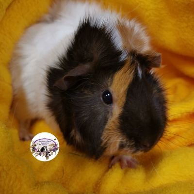 Crazy Guinea pig Lovers ❤️ Blackberry Patch Guinea Pig is a non profit non judgemental organisation
Helping all Guinea pigs needing a safe haven ❤️❤️