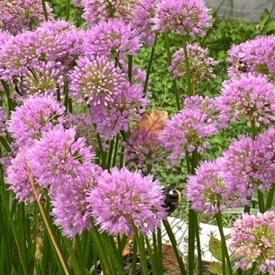 LilyDavis410's profile picture. 🌃Educator. Hermit✨.