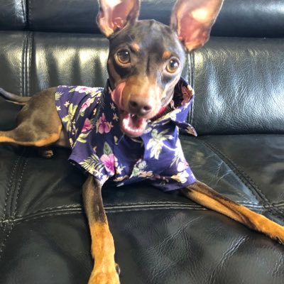 minipin37294869's profile picture. ミニピン（MiniaturePinscher） 名前はチョコ2019.2.12です。飼主はトリマー・ペット看護師・動物介護士の免許を取得し、Twitterを始めたばかりの新米のワンちゃんスタイリストです。ワンちゃんの口腔ケア（歯の磨き方、デンタルグッズ、デンタルおやつなど）をYouTubeでご紹介してます。