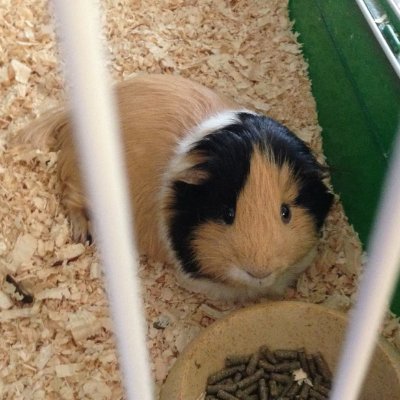 *gp apprecation account* We are Cappy and Lance. Guinea pigs who live in Canada and love being cute...! Rest in peace, Lance. May 2021. Cappy, October 2022