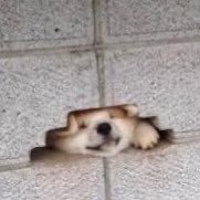 OcIAu2SuZThkv2B's profile picture. 裏垢✨惚気垢✨高1✨ただの男子高校生の彼女との惚気ツイート垢✨フォロバ100!!🚨R18あり🚨