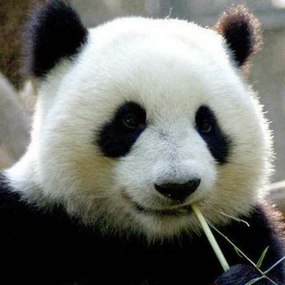 PandaX19700506's profile picture. 天命化债人