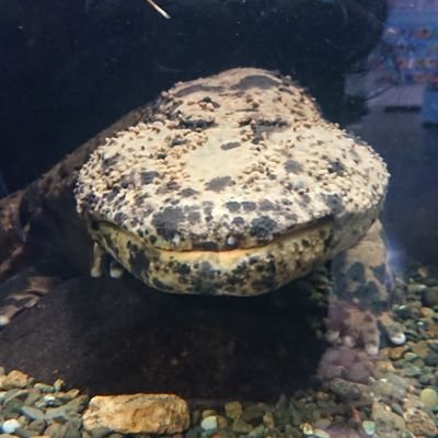 生きてて偉い
ヘッダーは私のファン