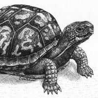 RogueTurtlePower (@rogue_power) 's Twitter Profile