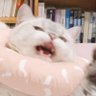 en_en_tan's profile picture. Game Designer Enemy | Game Dev | Know how to code
Love Cats | Create unique simulation games

Steam Page : https://t.co/X9tOFjGjUd…