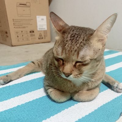 twosideded's profile picture. 讨人厌