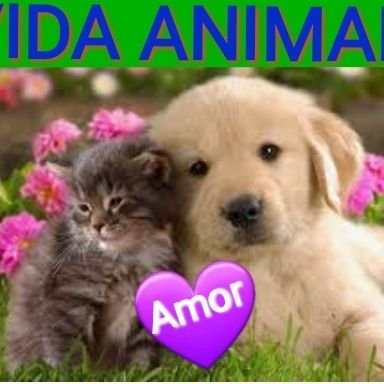 Pensamos e lutamos por melhoras na vida dos animais de estimação, se vc não pode cuidar, por favor não maltrata...
DENUNCIE MAUS TRATOS...