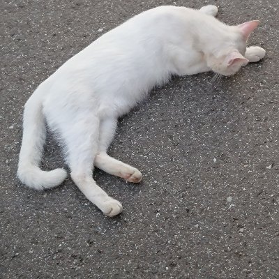 marius03988594's profile picture. 某、雑食系なヌルゲーマー兼2次元すこすこ侍

素晴らしき絵師様へフォローとイイネ!をしたく候