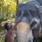 KDraupathi's profile image