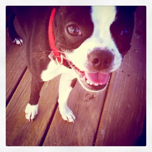 LucySitGoodDog's profile picture. I am a Boston Terrier Bulldog and my owners (@jeremymitchell & @kathymitchell) are designers in Nashville.