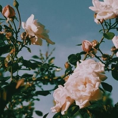 __sumaiyah_'s profile picture. 🍃