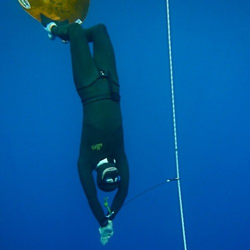 freediveraved's profile picture. 