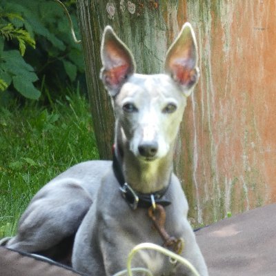 Amateur genealogist and whippet owner. Also interested in military history, classic comics and Middlesbrough Football Club.