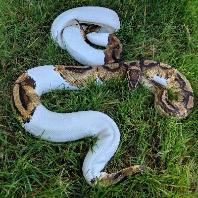 Genetics researcher moonlighting as a ball python breeder and keeper of various herps, invertebrates, & a small herd of mammals who make appearances.