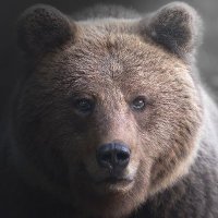 Canadian Bear (@canadiangom) 's Twitter Profile