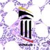 University of Maryland Pathology Residents (@UMPathology) Twitter profile photo