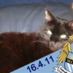 Elaine Stephenson (@scudcat) Twitter profile photo Elaine Stephenson (@scudcat) Twitter profile photo