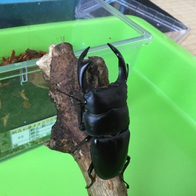 ユウタン 菌糸ボトルの幼虫の様子を見ようとしたら メスが羽化してました 計測すると50mmなので縮んで48mmくらいですかね オスも羽化直前でした 蛹室を壊してしまったので人工蛹室に移しました Gwには羽化しそうですね オオクワガタ 人工蛹室 ユウタン 菌糸ボトルの幼虫の様子を見ようとしたら メスが羽化してました 計測すると50mmなので縮んで48mmくらいですかね オスも羽化直前でした 蛹室を壊してしまったので人工蛹室に移しました Gwには羽化しそうですね オオクワガタ 人工蛹室