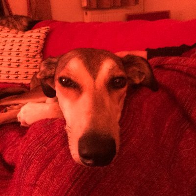 RupertNeville's profile picture.