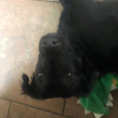 teaisboiling's profile picture. #Dunkeree Vibes