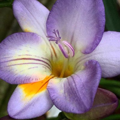 CynthiaYolland's profile picture. Artist Cynthia Yolland — Slices of Beauty